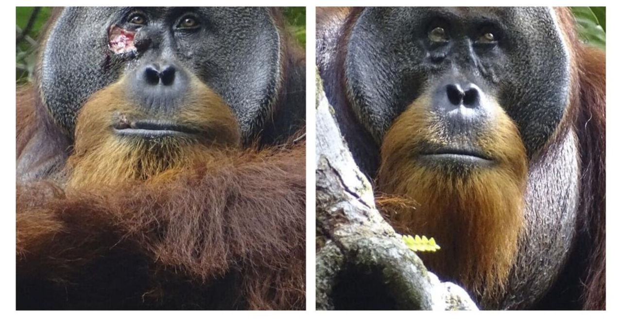 Scientists observe wild orangutan using medicinal plant to heal wound