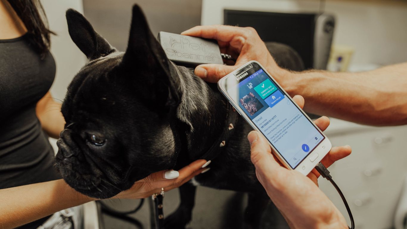 Microchipping Your Pet - Why It&#39;s Important - Middelburg SPCA