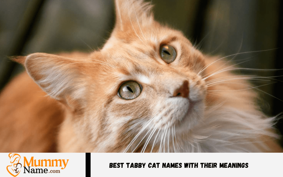 260+ Best Tabby Cat Names With Their Meanings - Mummy Name