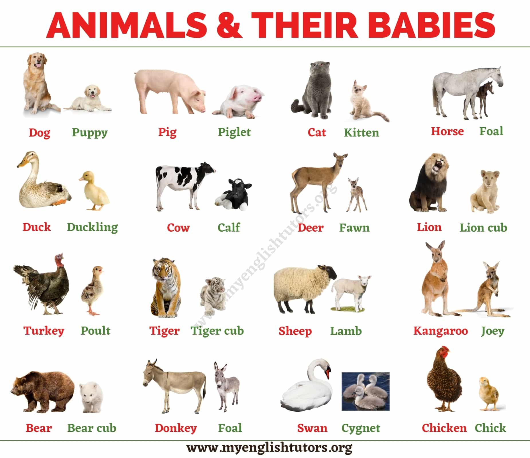 69 Domestic Animals Pictures With Names In English| Ricordilu