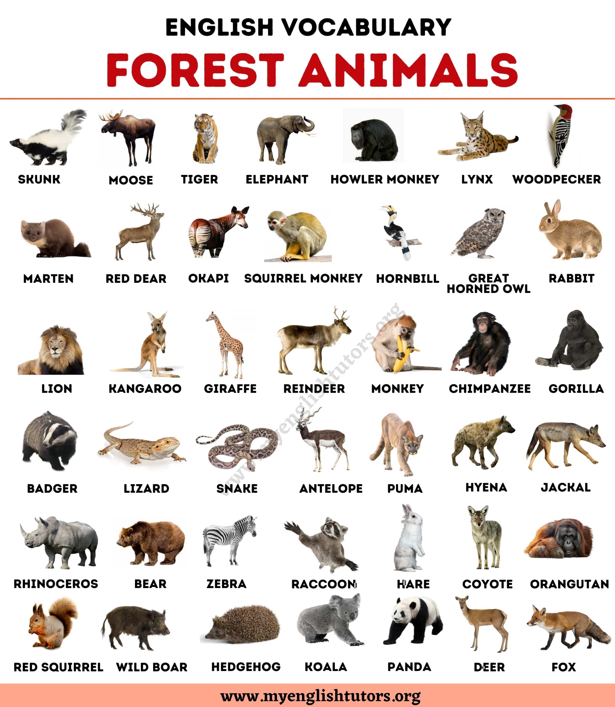 List of Animals: An Ultimate List of Animal Names in English – My English Tutors