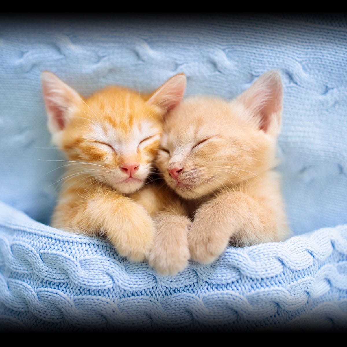 CUDDLY KITTEN DAY - March 23, 2024 - National Today