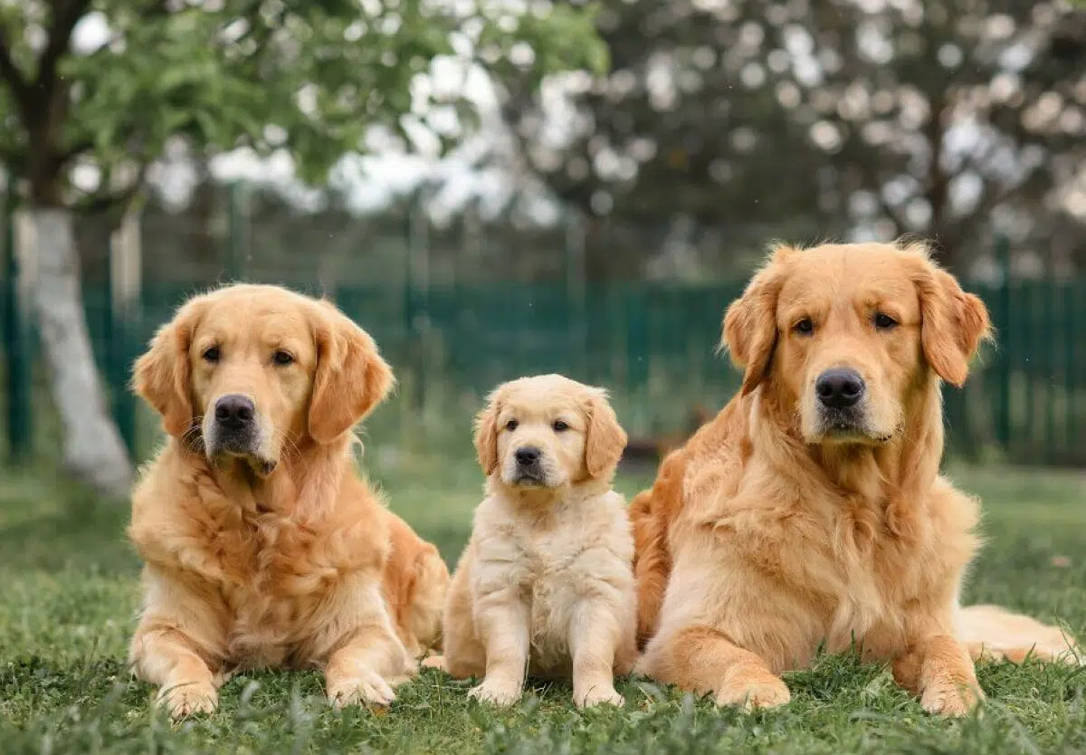 NATIONAL PUREBRED DOG DAY - May 1, 2026 - National Today