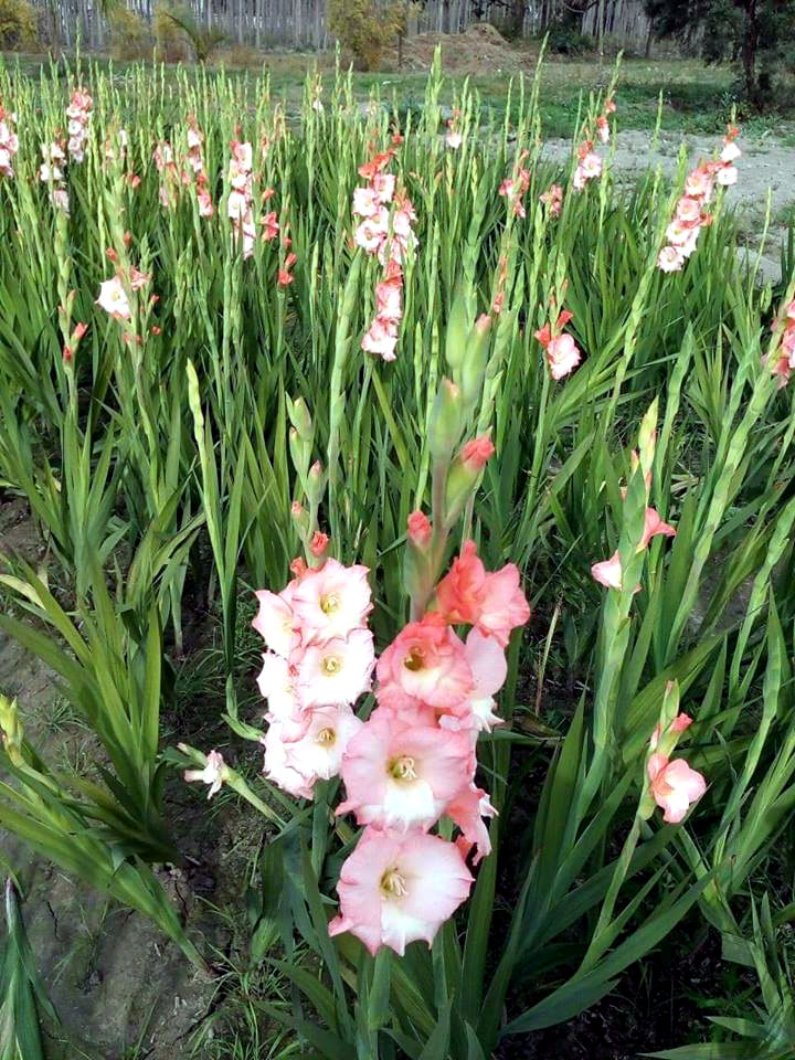 How To Grow Gladiolus | Growing Gladiolus Plant | Gladiolus Corms - NatureBring