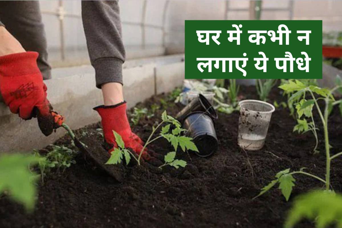 Vastu Shastra Tips: Never Keep These Plants In House They Can Bring Bad Luck| Vastu: घर में कभी...