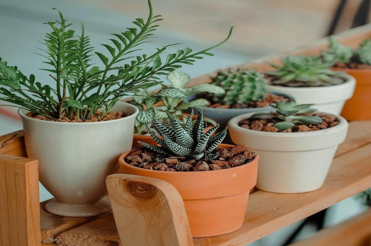 Vastu Tips: Never Plant THESE Trees In Your House