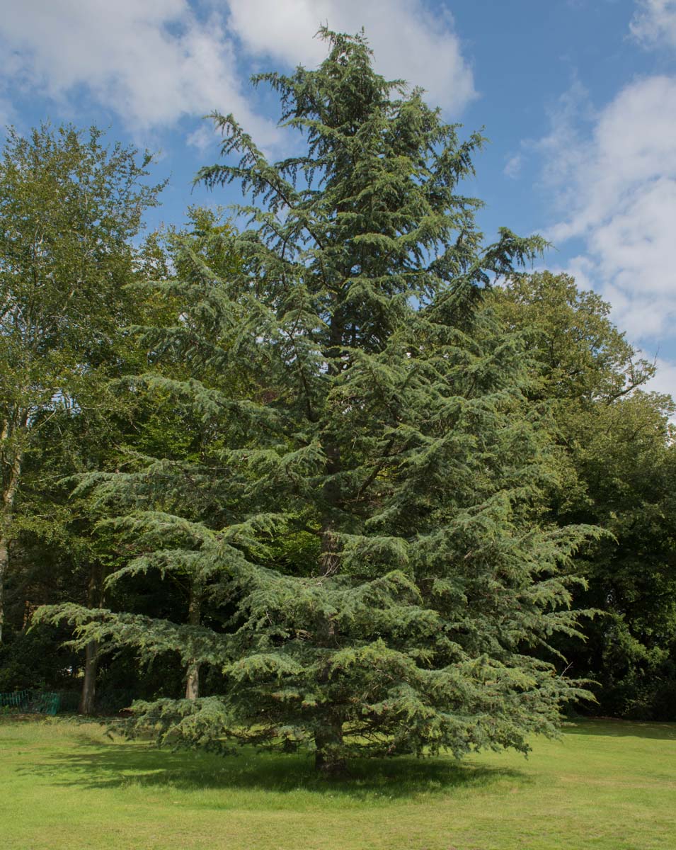 Cedrus libani subsp. stenocoma - Cedar of Lebanon - Lebanon Cedar - Cedar - True Cedar - New ...