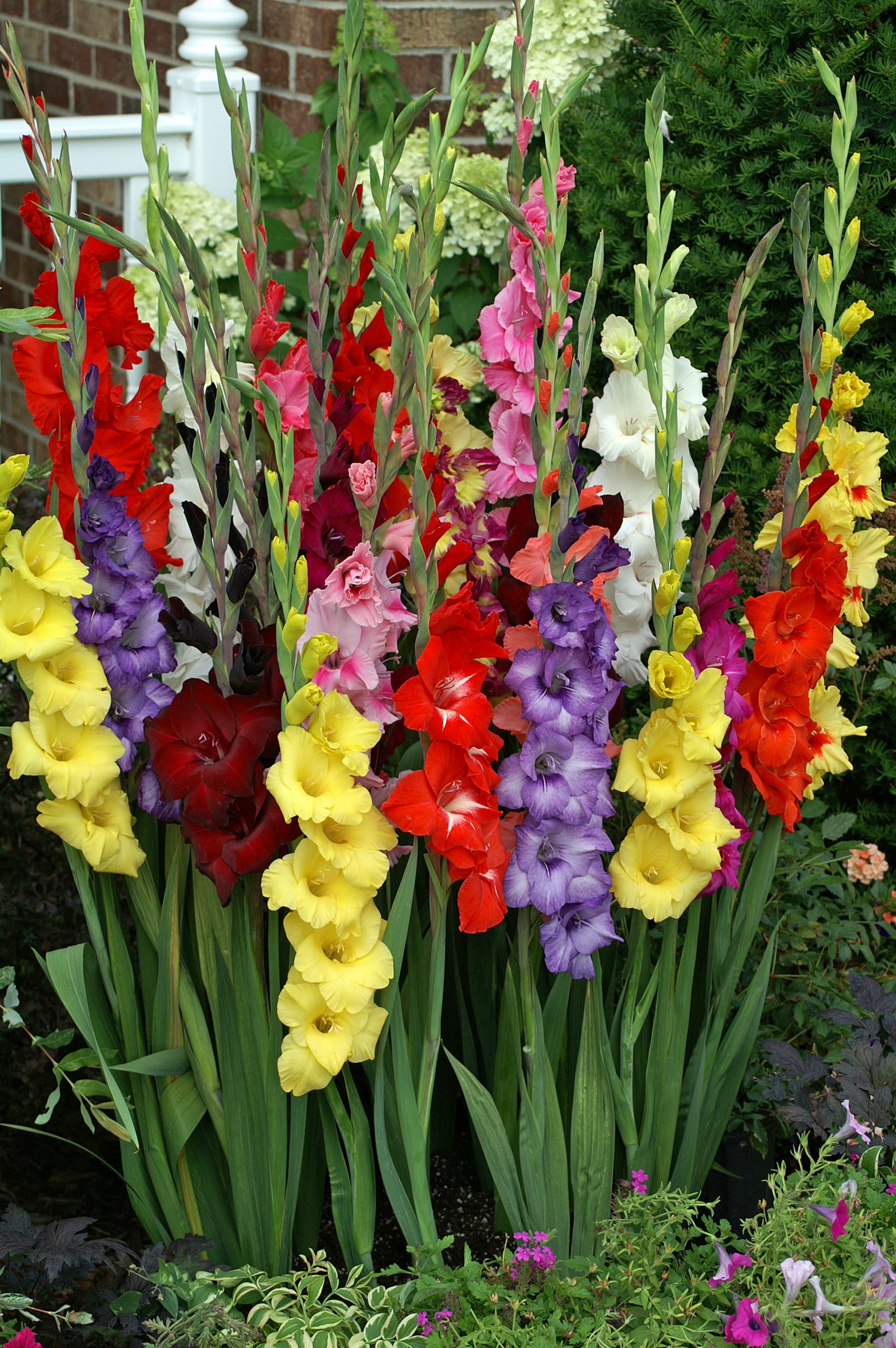 Gladiolus Pictures - National Garden Bureau