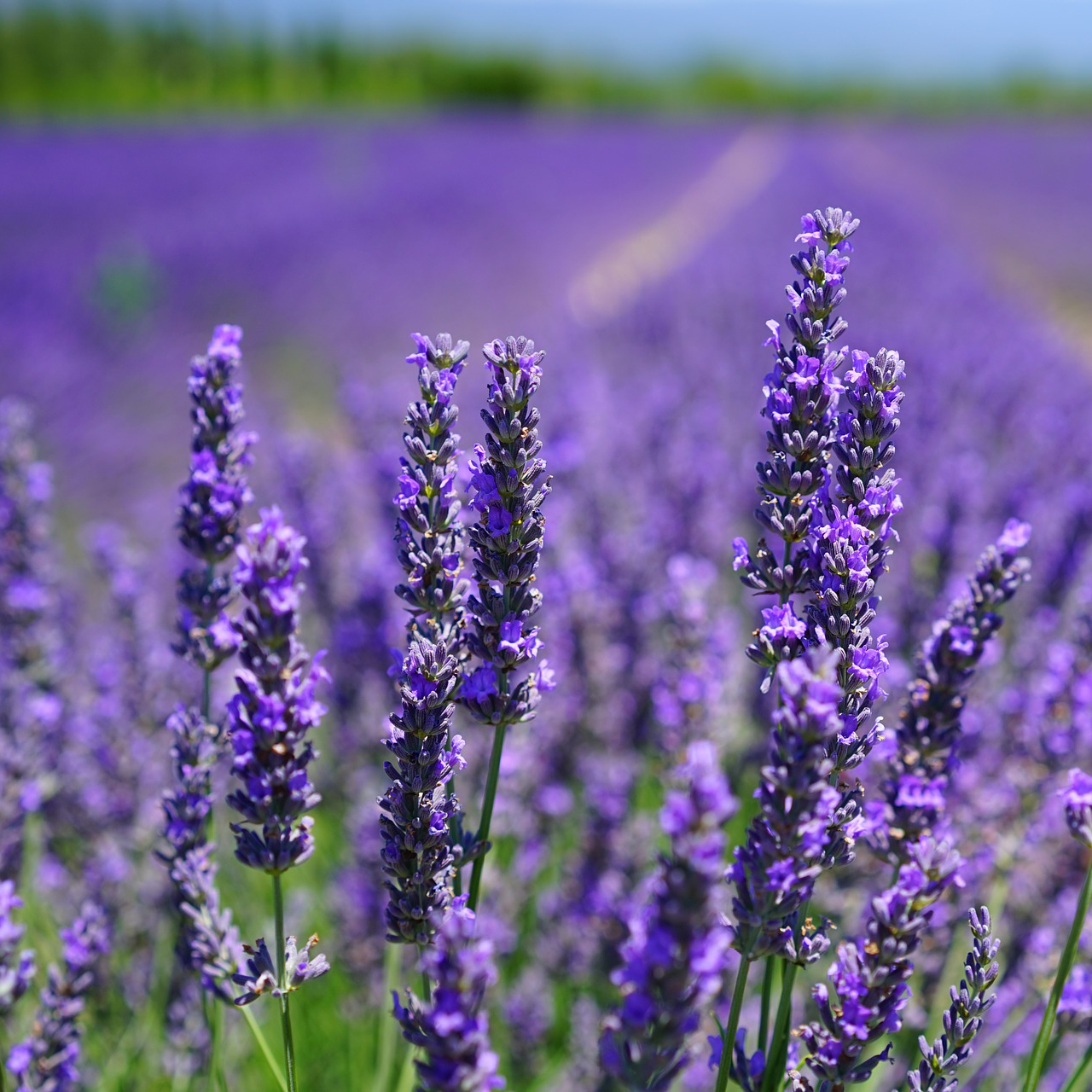 Lavender| Health Topics| NutritionFacts.org