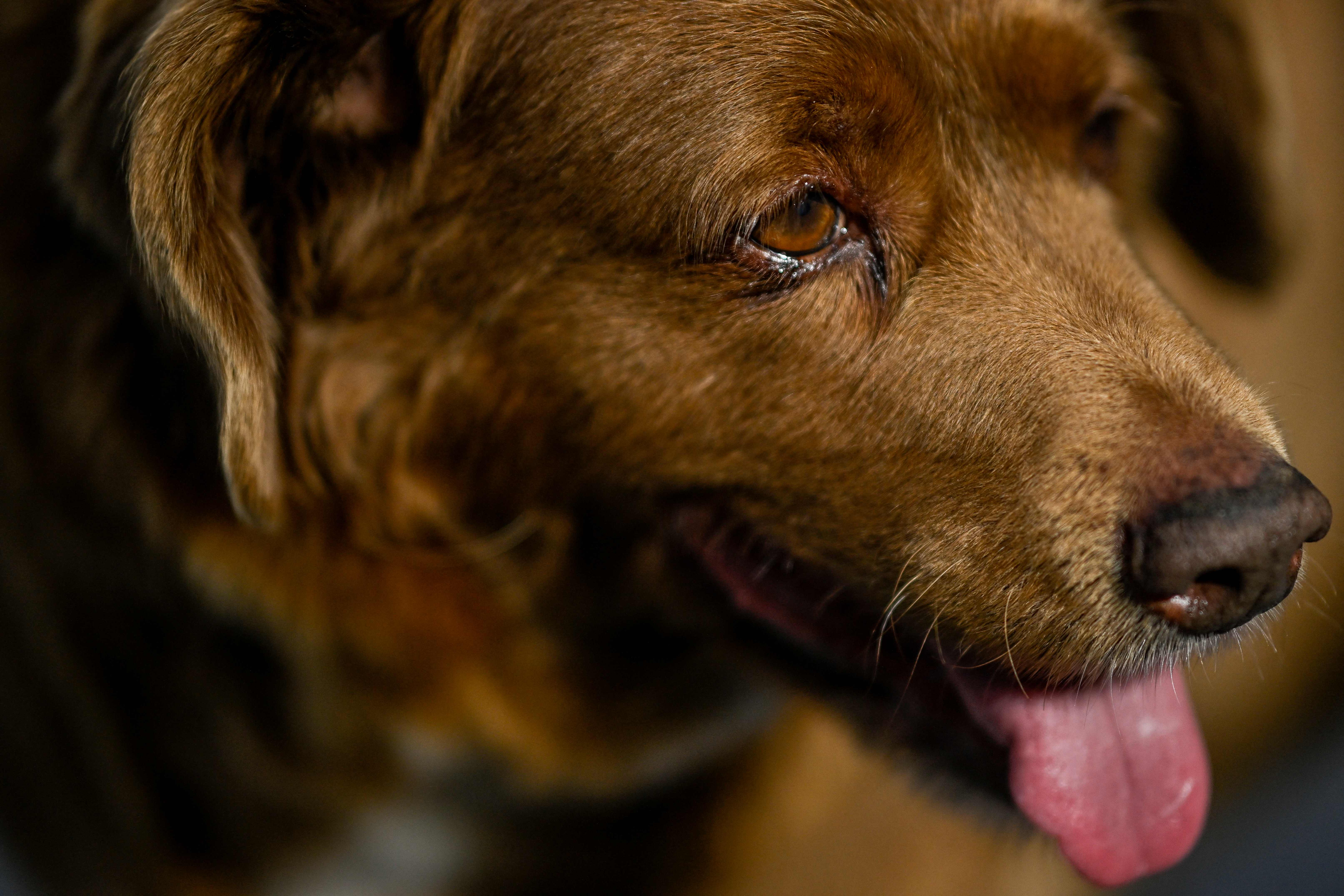 World&#39;s oldest dog, Bobi, turns 31