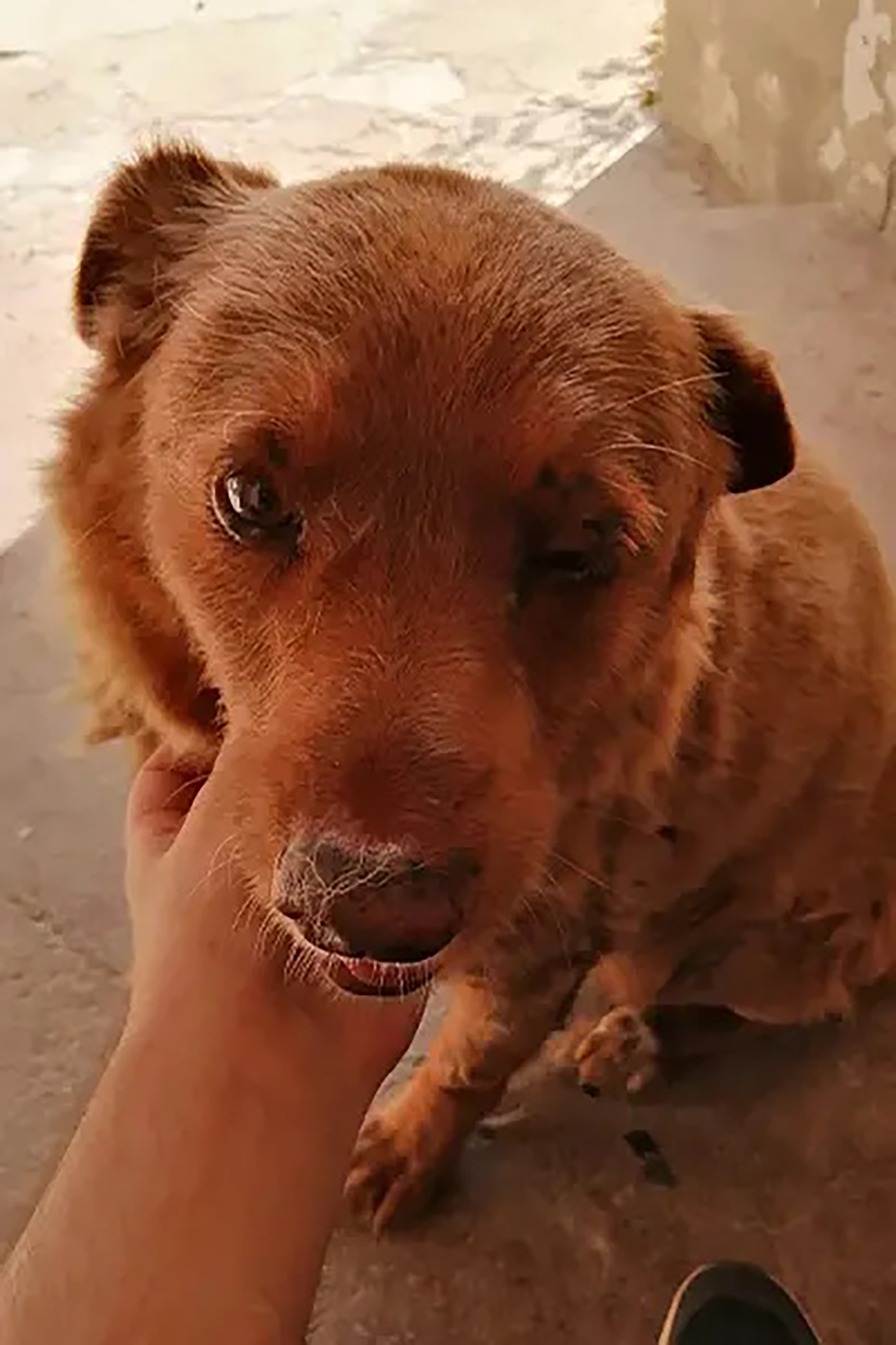 World&#39;s oldest dog, Bobi, turns 31