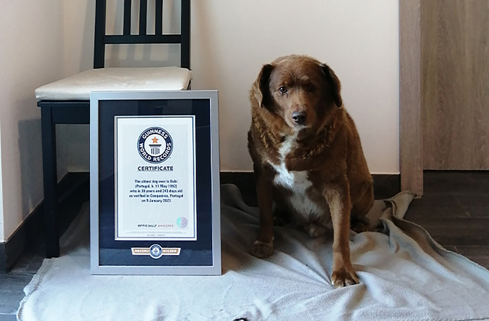 World&#39;s oldest dog, Bobi, turns 31