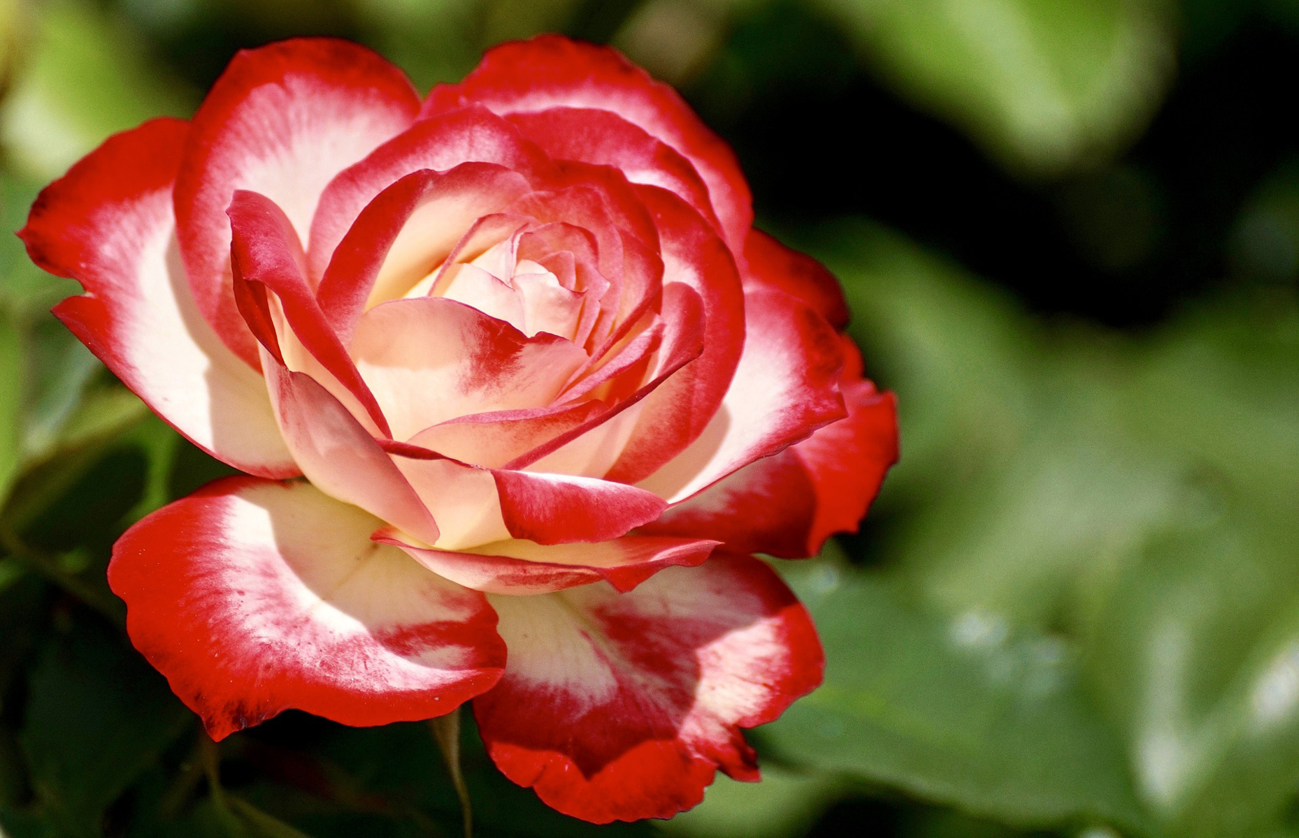 The Meaning Of Roses - Mother Earth Living