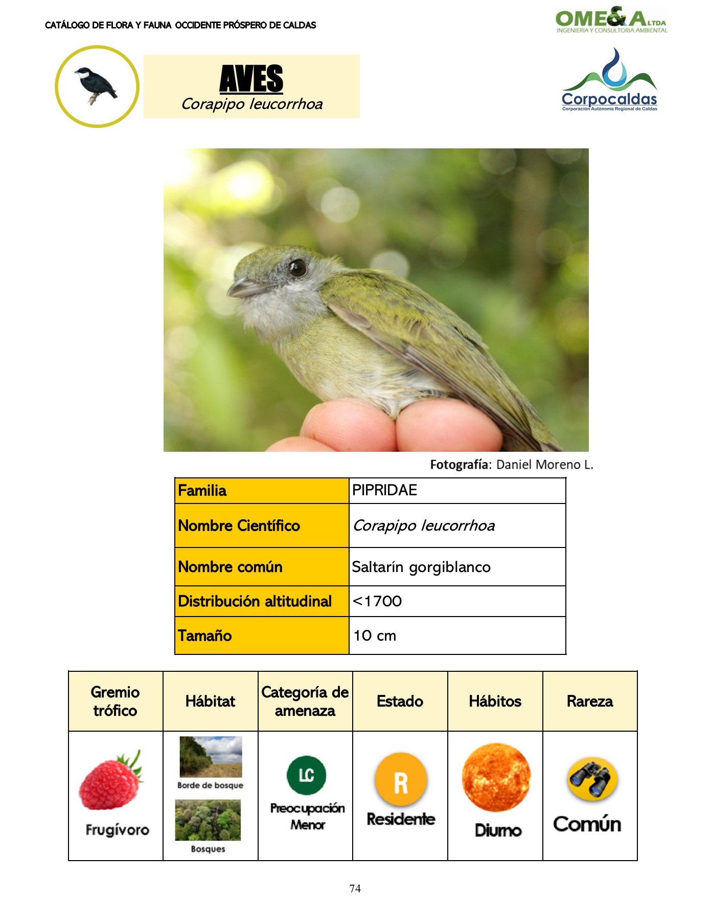 CATÁLOGO DE FLORA Y FAUNA - Presentaciones348 - Página 75 | Flip PDF En Línea | PubHTML5