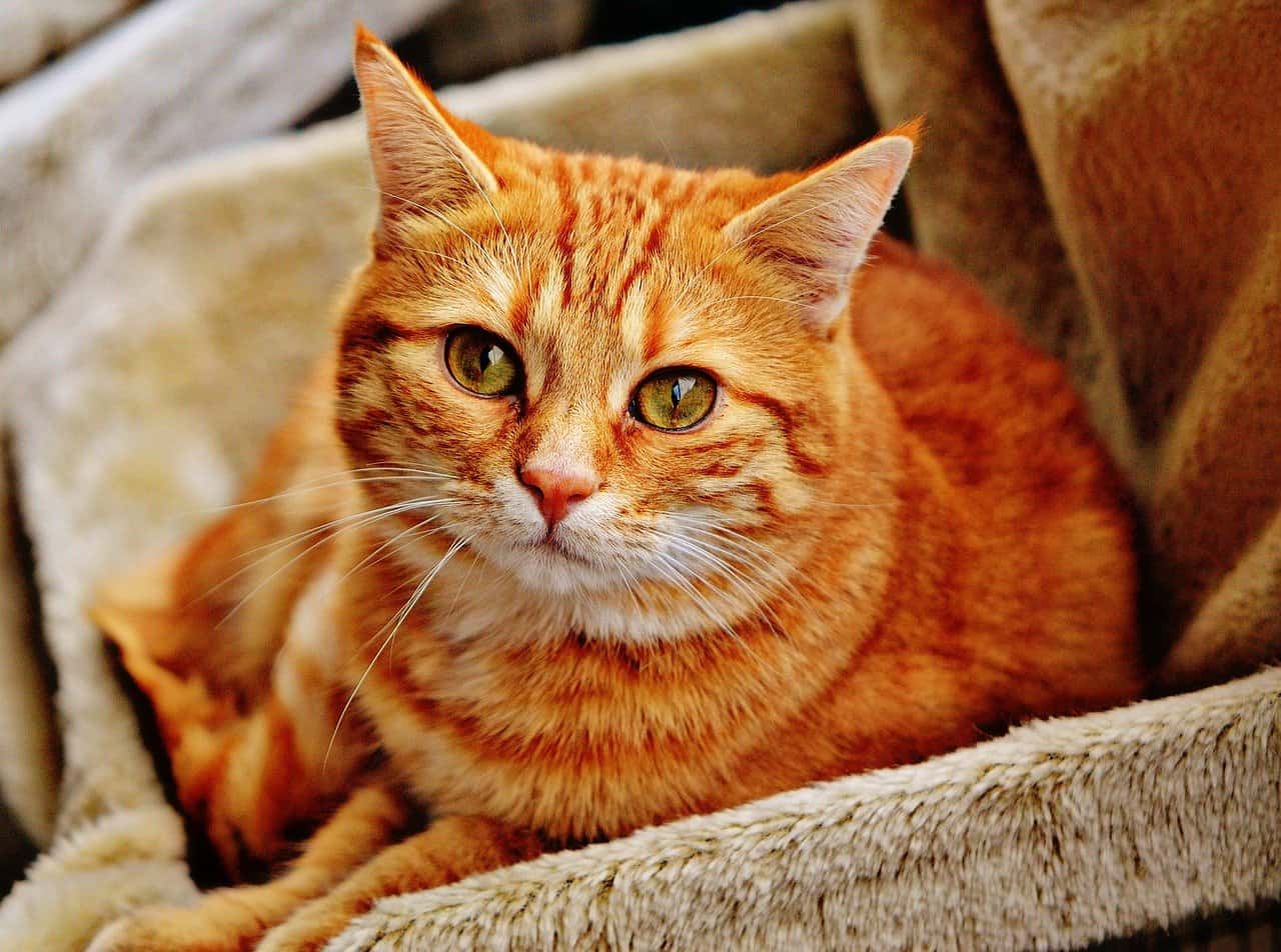 15 Jaw-Dropping Facts About Cat Behavior