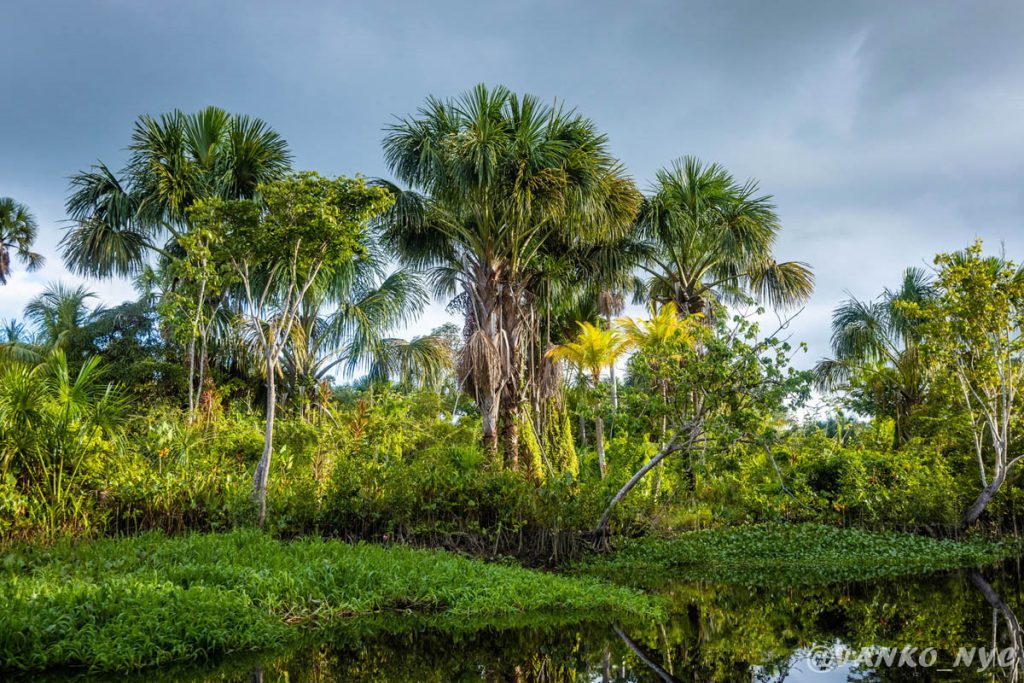 Orinoco River Delta
