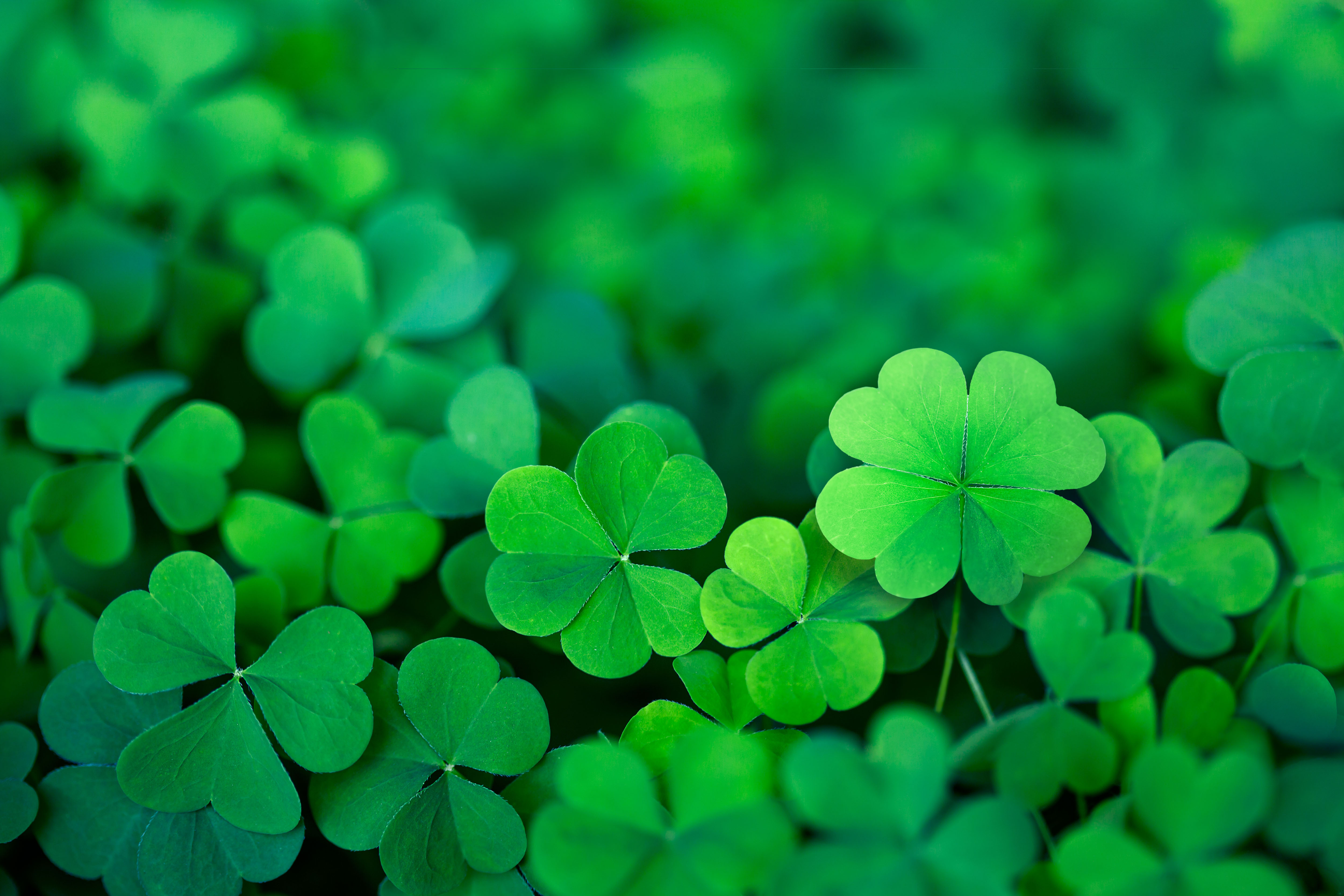 10 Easy Tips For Going Green All Year Long - OUConnect