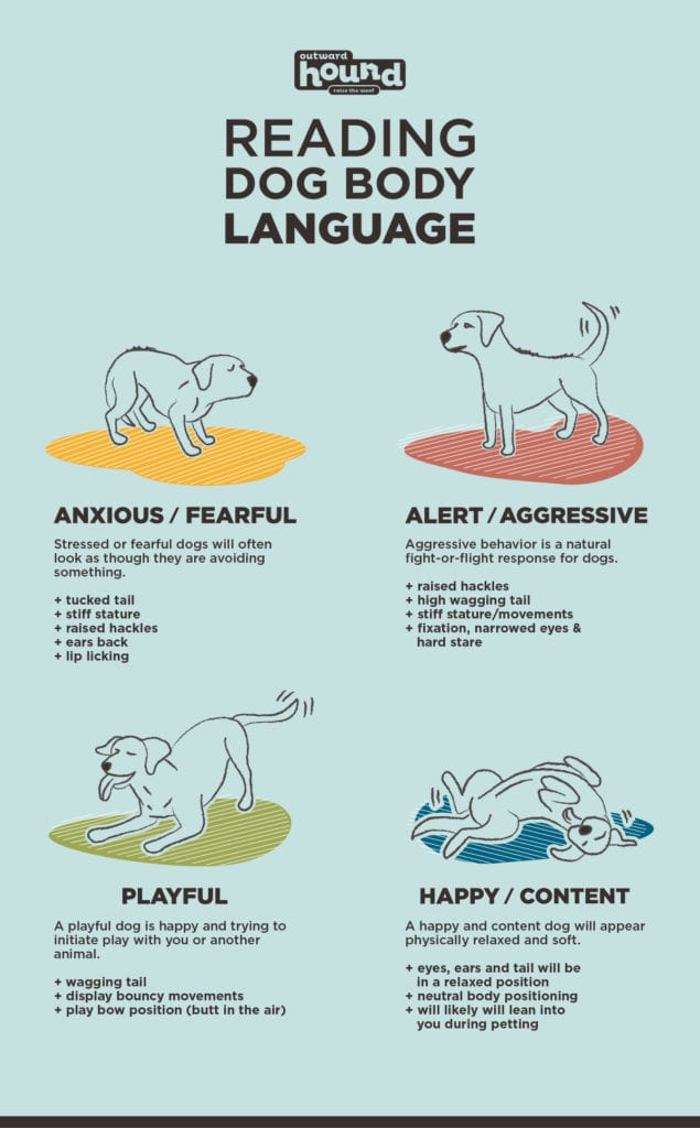 Understanding Your Dog’s Body Language: Decode Their Signals
