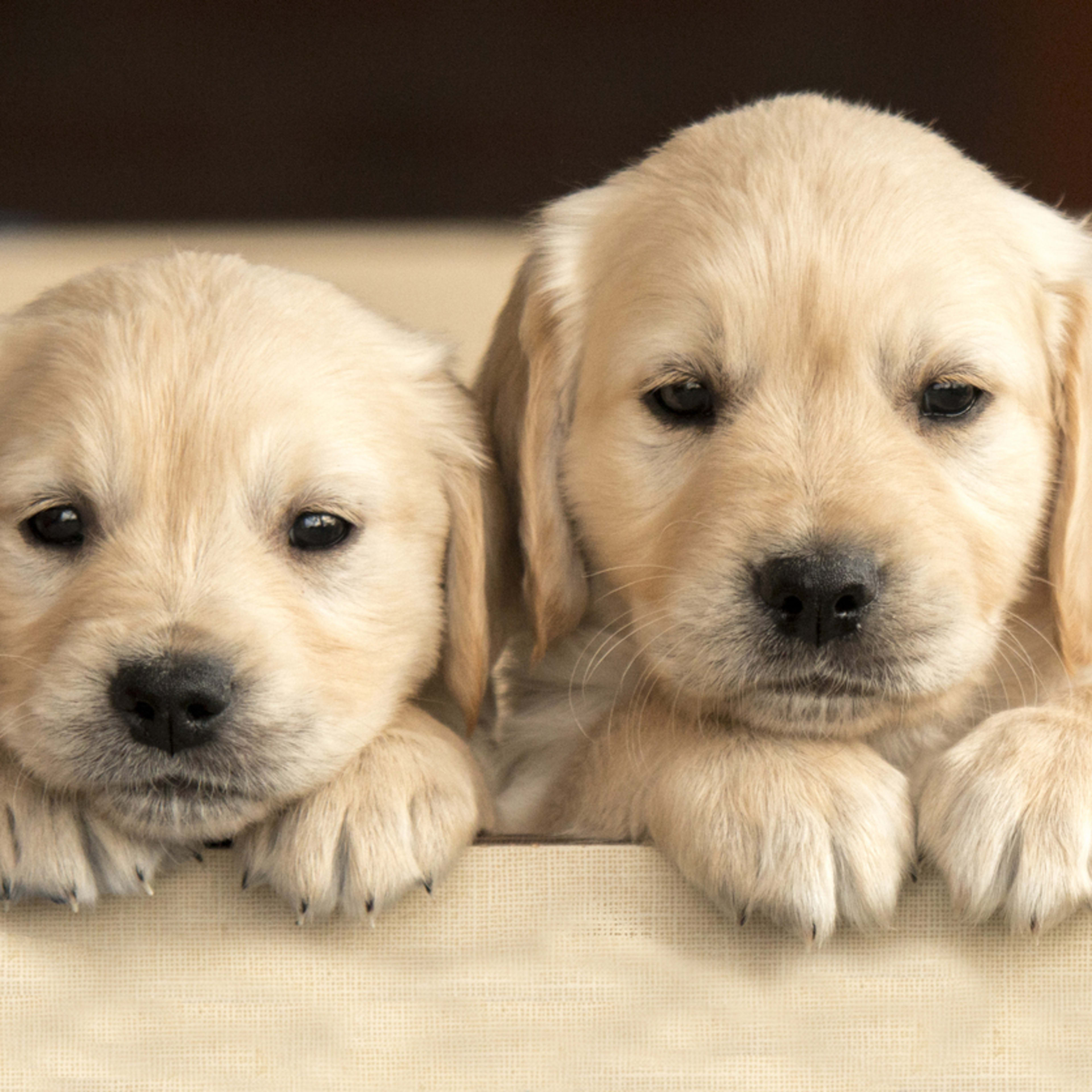 Dogs: Breeds, Names, Expert Care Tips - Parade Pets