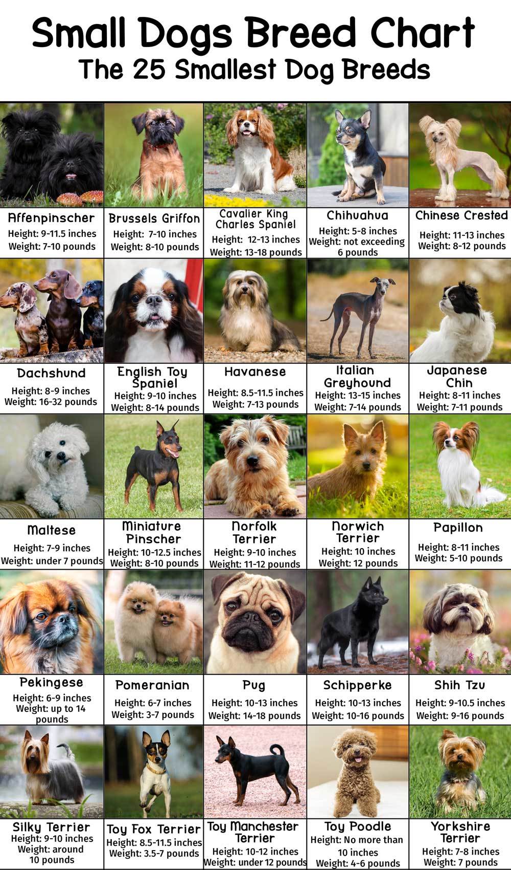 What Is The Best Little Dog Breed At Inge Williams Blog