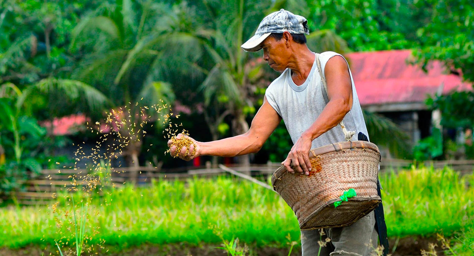 Agriculture In The Philippines Archives - PearlPay