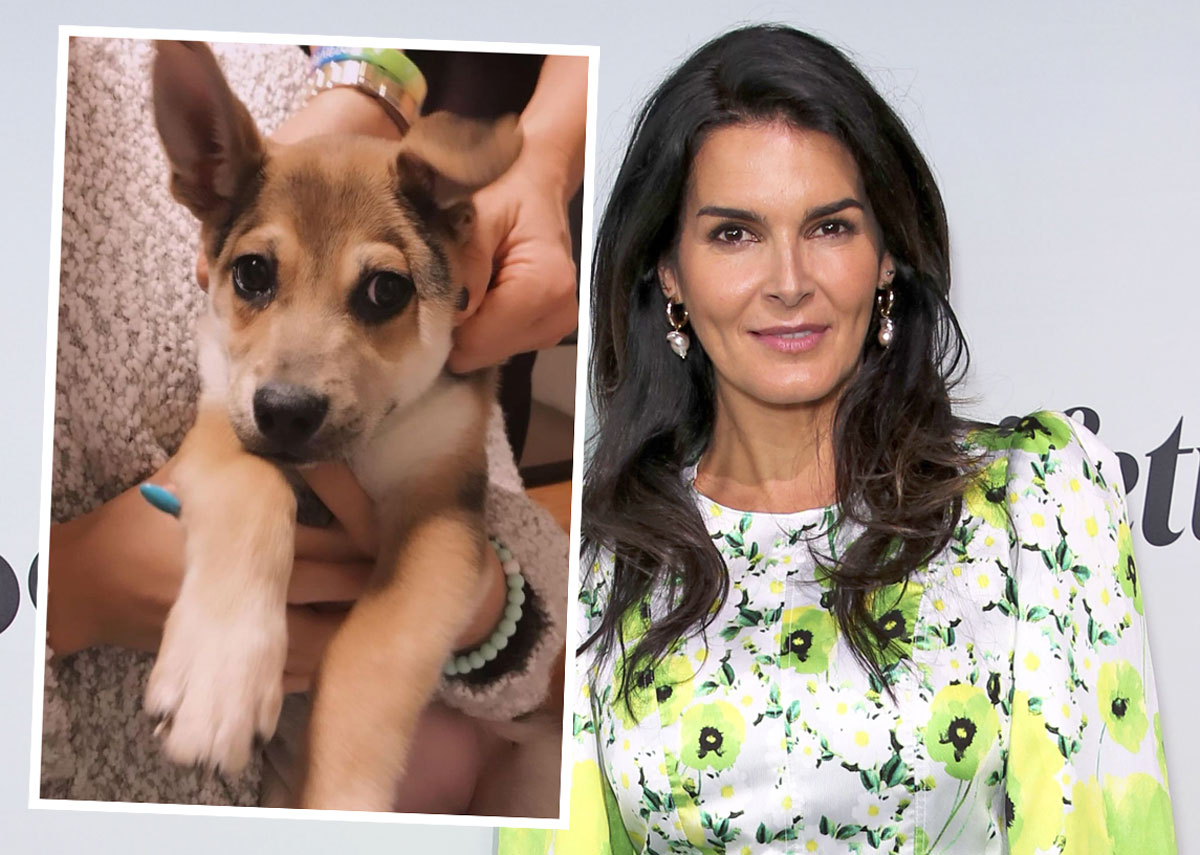 Angie Harmon Says Instacart Driver Fatally Shot Her Dog During Delivery! - Perez Hilton