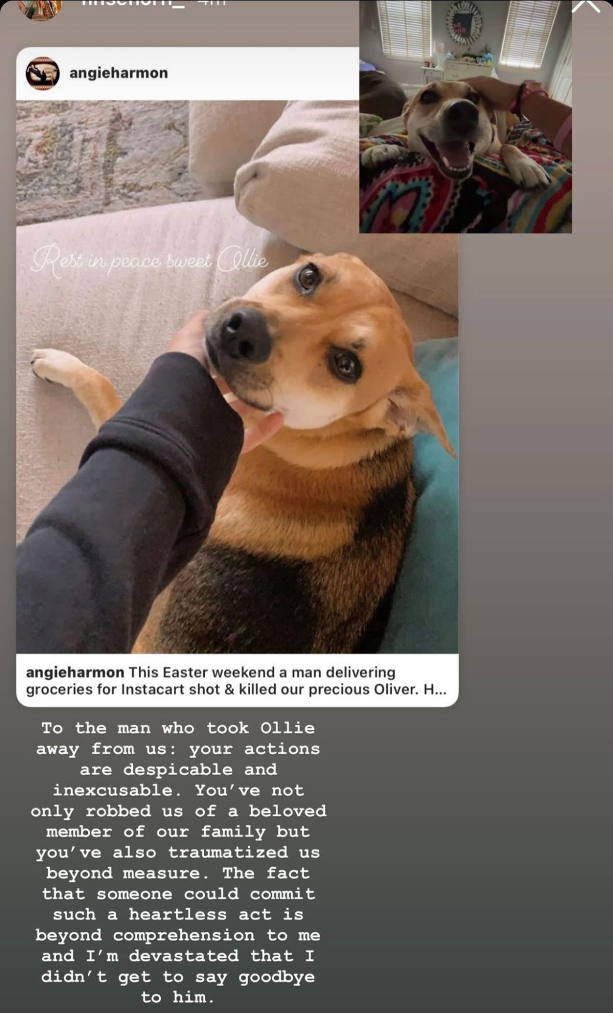 Angie Harmon Says Instacart Driver Fatally Shot Her Dog During Delivery! - Perez Hilton