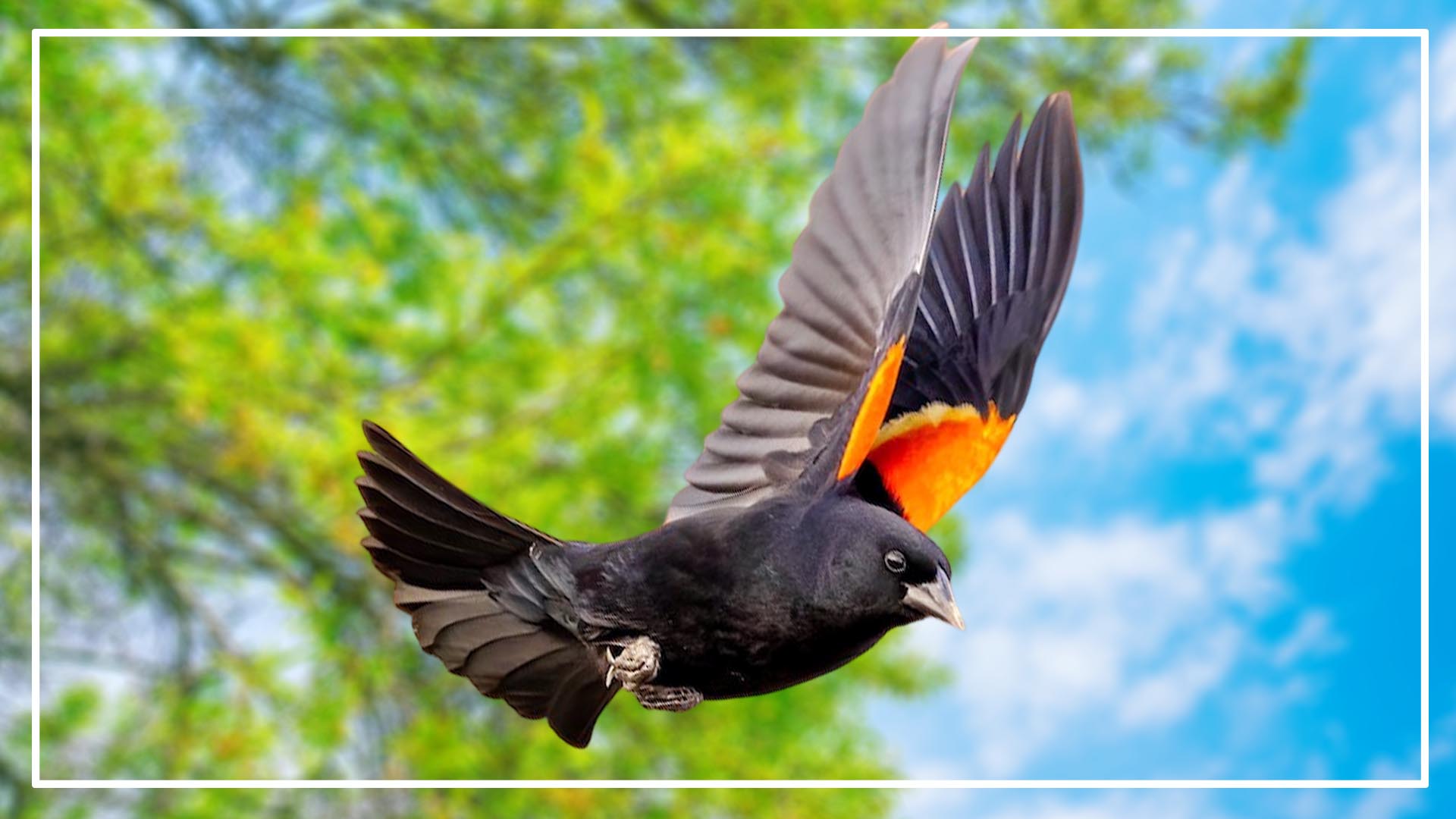 7 Black Bird With Orange Stripe On Wings (ID And Pictures)