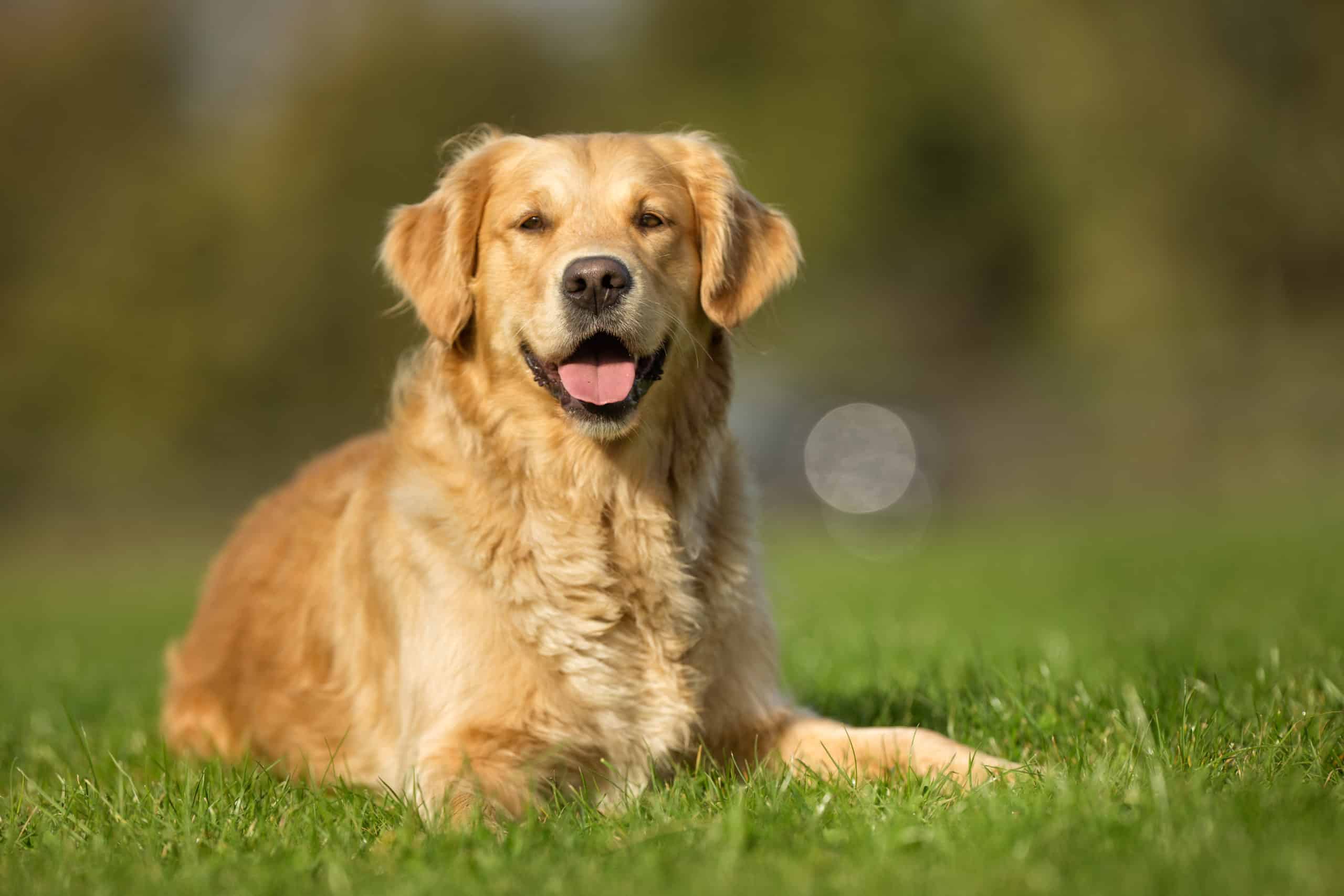 Golden Retriever Dog | Pet Dog Owner