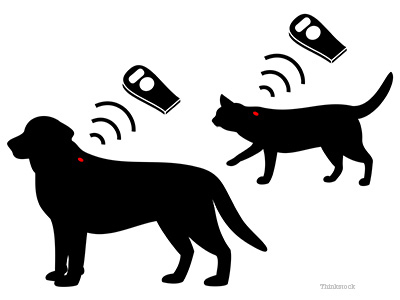 Microchipping 101: Why is it Important to Microchip My Pet?