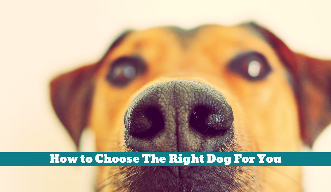 How to Choose The Right Dog For You - Pet Hooligans