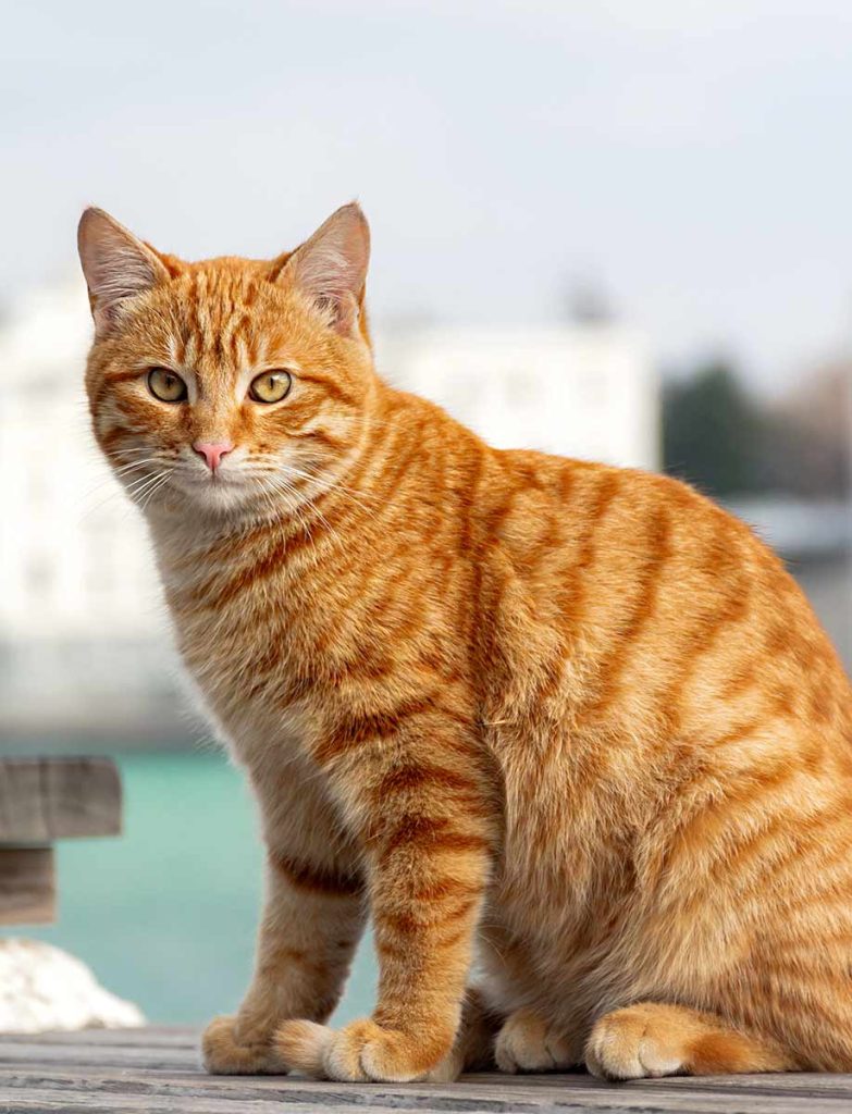 Orange Tabby Cat - Pets-Society