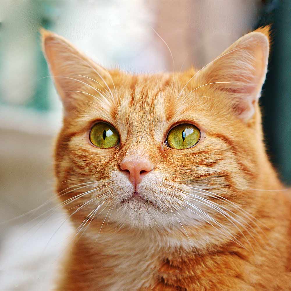 What Do Orange Tabby Cats Look Like at Adela Coletti blog