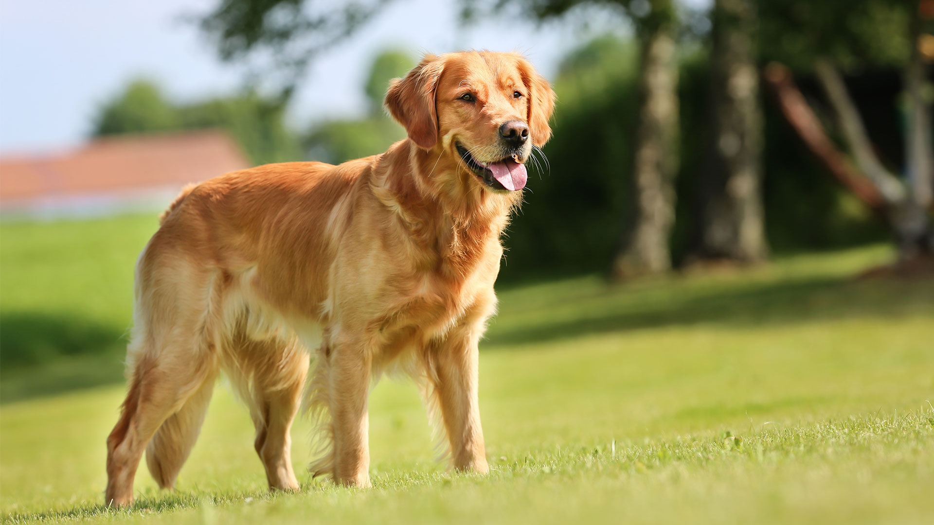 Golden Retriever. Charakterystyka Rasy. Cena. Wady i Zalety. Ile Żyją - PETS STYLE