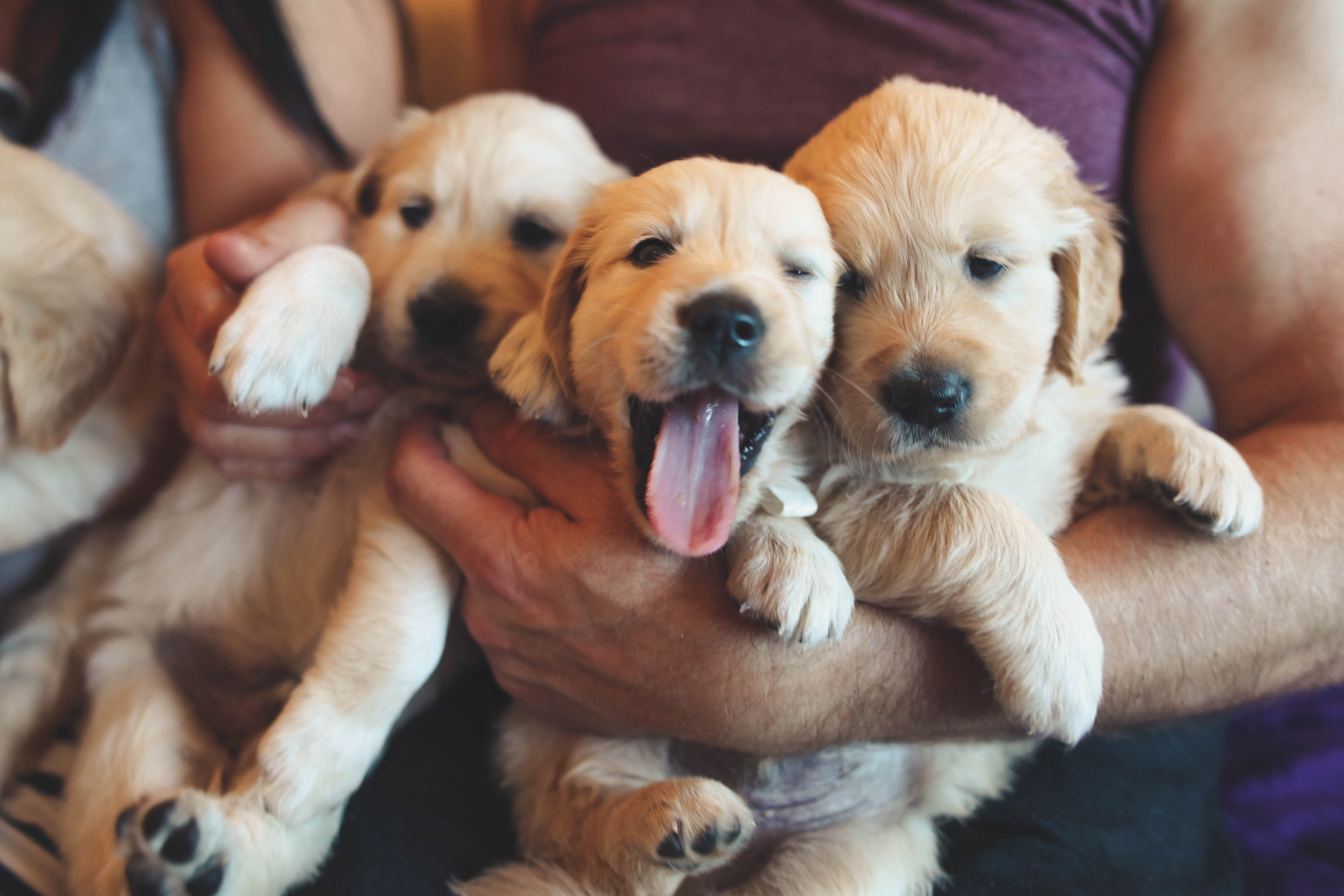 7 Pawesome Benefits Of Owning A Pet - PetScanner