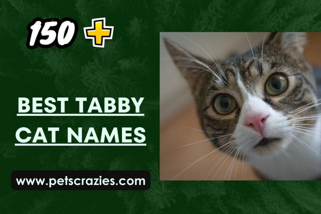 200+ Best Tabby Cat Names - Funny and Cute Ideas