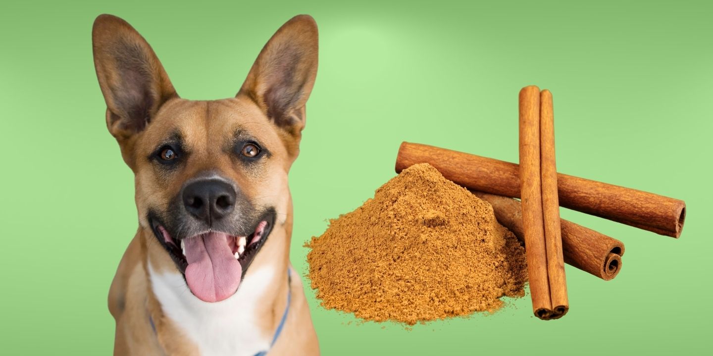 Can Dogs Eat Cinnamon? The Risks And Dangers