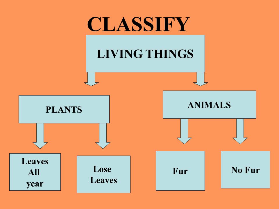 How Are Living Things Classified? - PetsNotebook