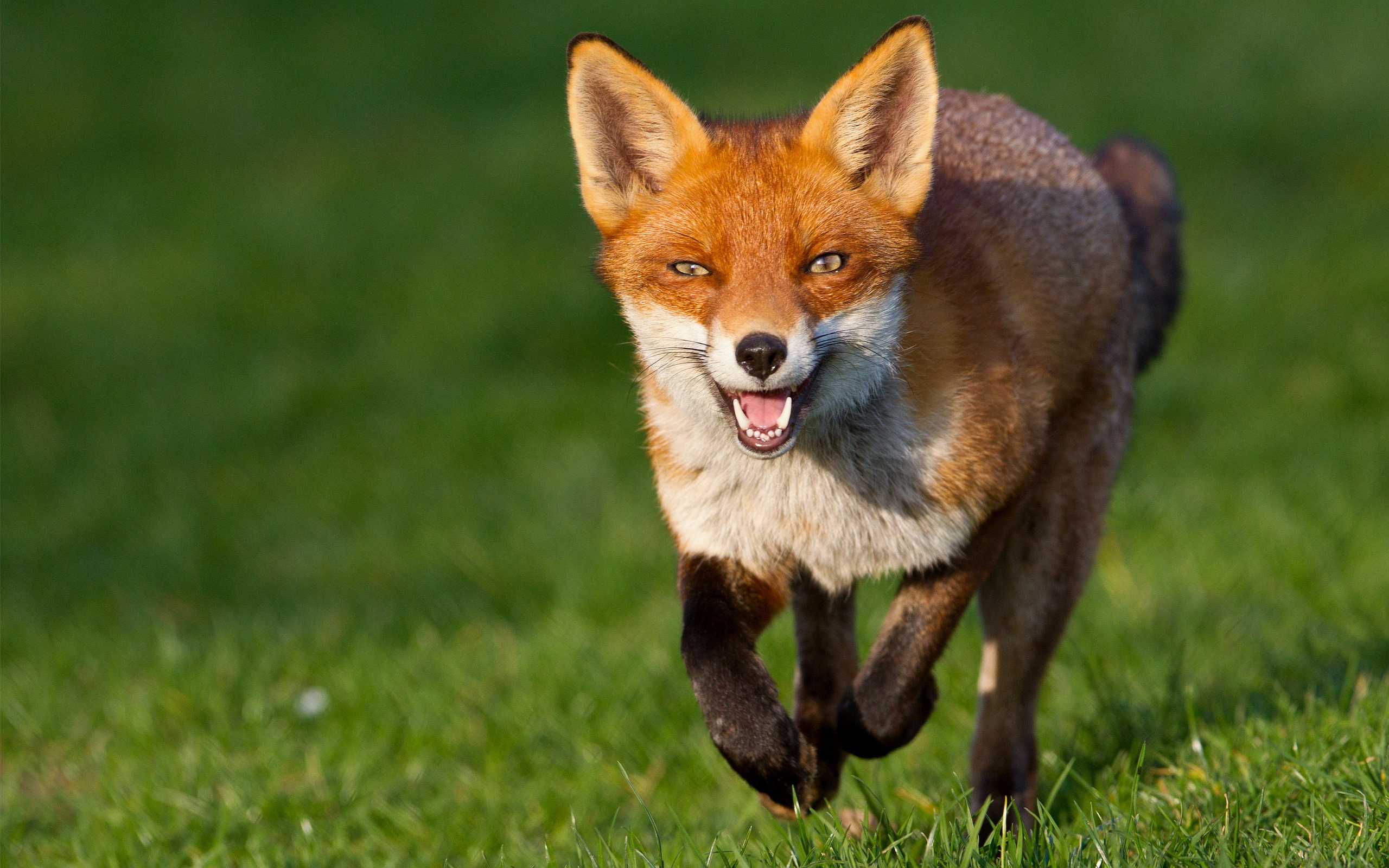 The Red Fox (Vulpes Vulpes)| PRINCE GEORGE&#39;S COUNTY PARENTS, MARYLAND BLOG