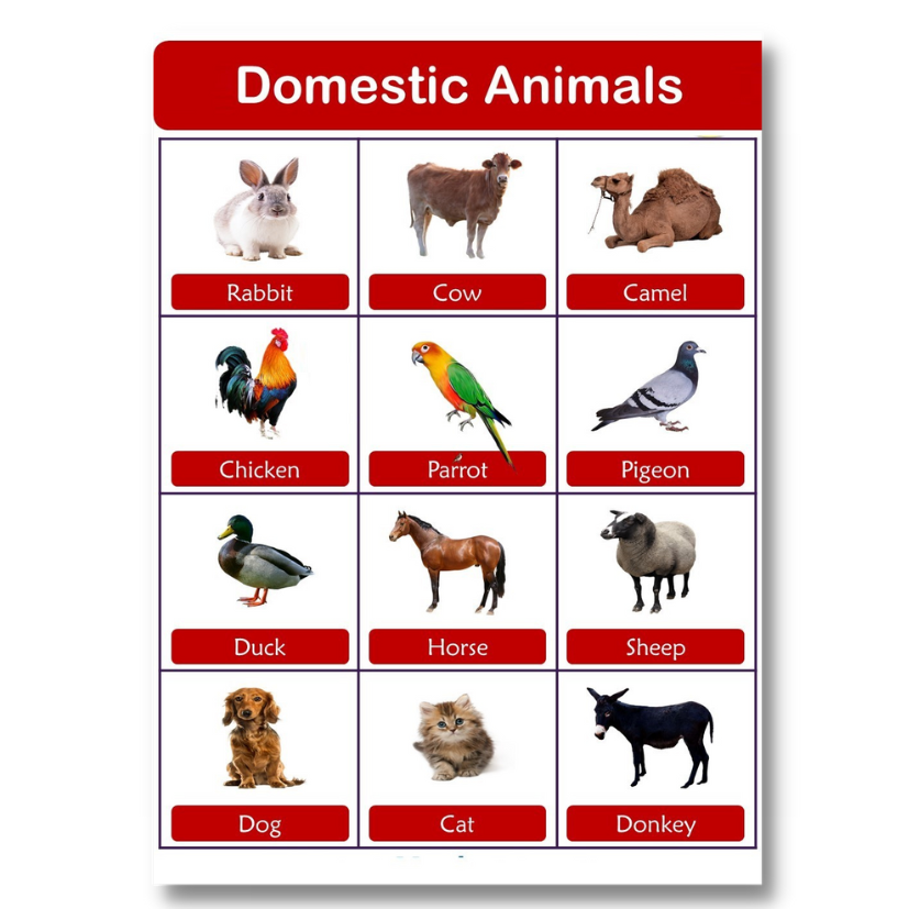 Laminated Animal Charts For Kids And Learners, Farm Animals, Domestic Animals, Sea Animals, Wild...