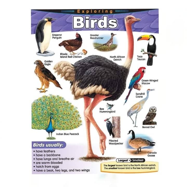 Laminated Animals Charts, Amphibians, Birds, Insects, Fish, Mammals, Reptiles Educational Charts...