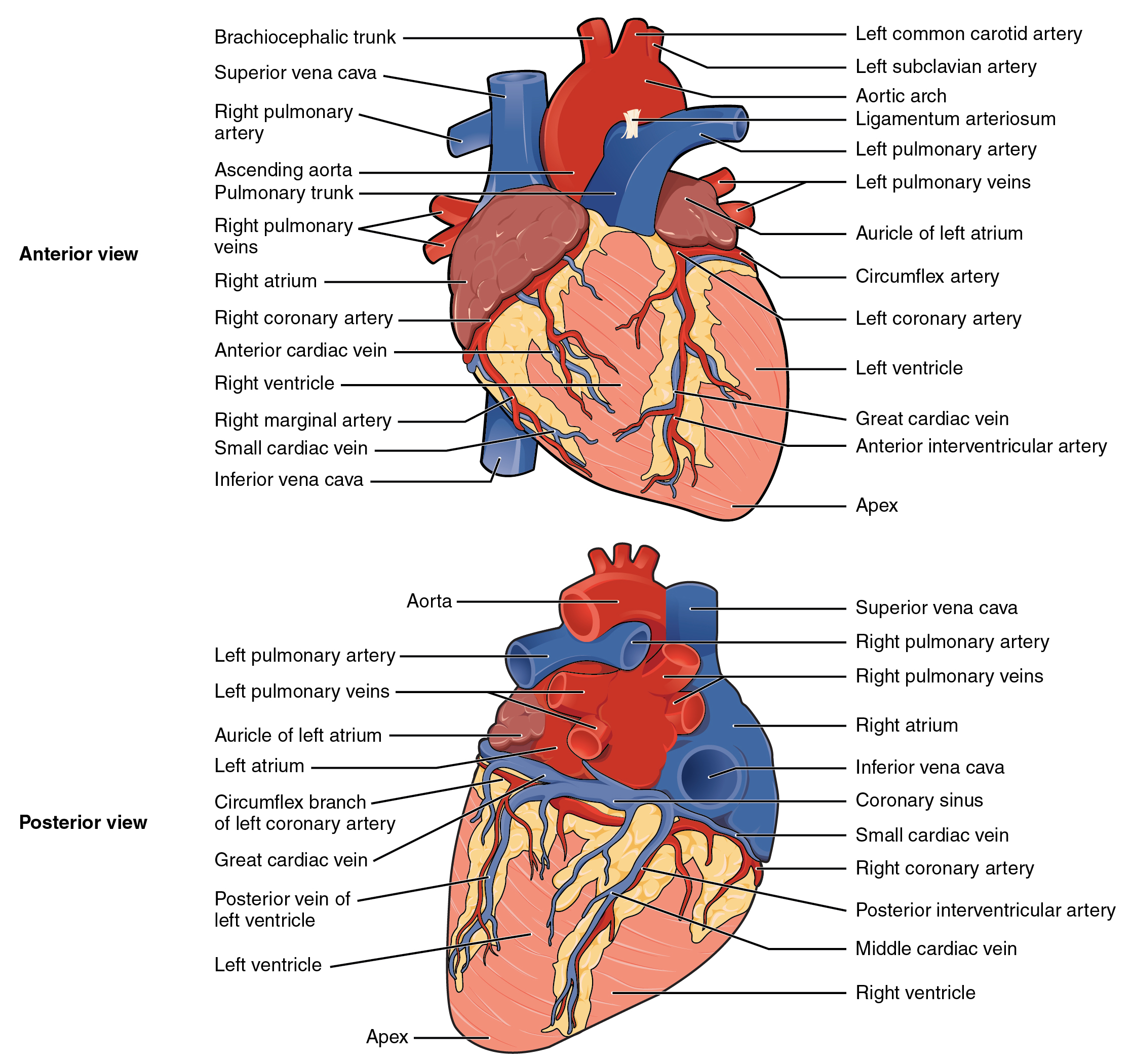 Heart Anatomy Diagram Labeled