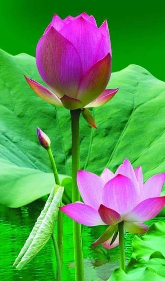 Tong Hop Hinh Anh Hoa Sen Dep Nhat 399 Hinh Anh Hoa Sen Dep Nhat Images