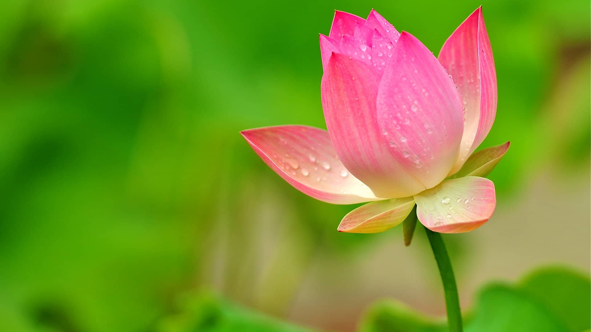 Hinh Anh Hoa Sen Dep Va Tinh Khiet Nhat Cho Ban Doc Images