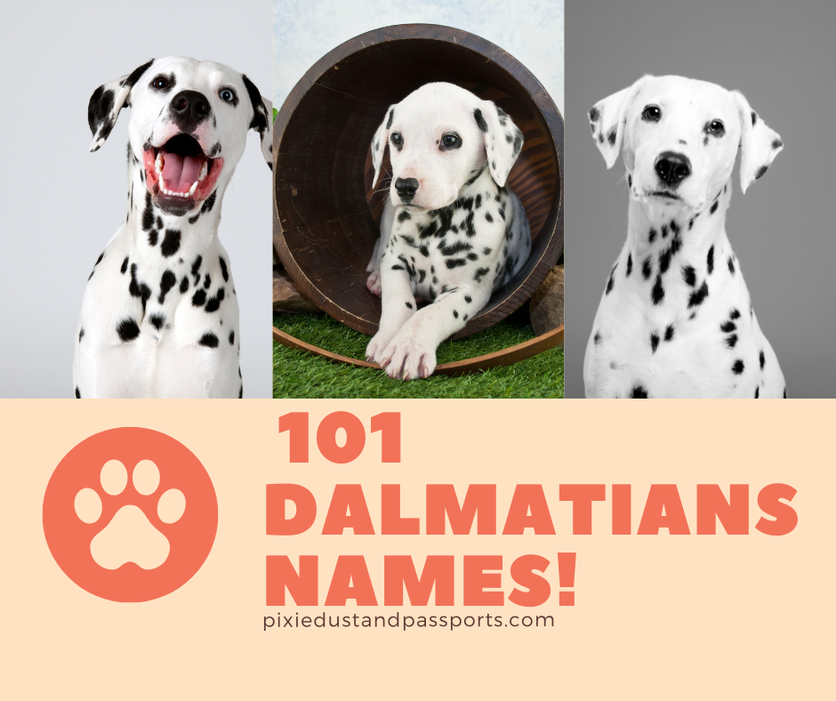 101 Dalmatians Names: A List Of Every Single Name!