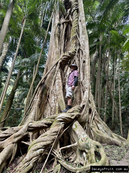 Strangler Fig