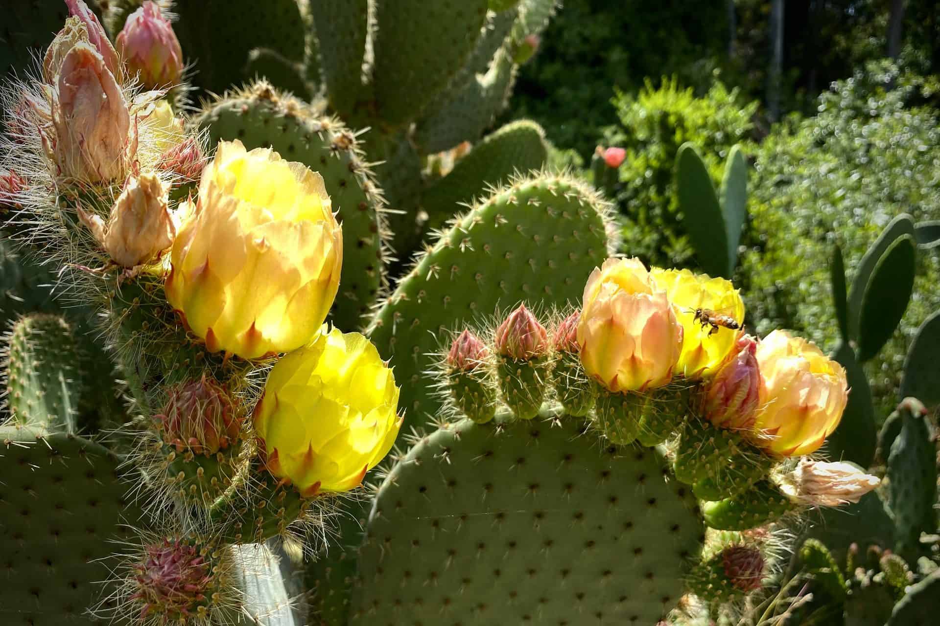 Cactus Flower Plant: Most Beautiful Flowering Cactus Variety