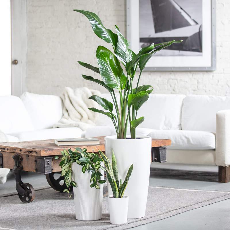 Living Room Plants Online India | Cabinets Matttroy