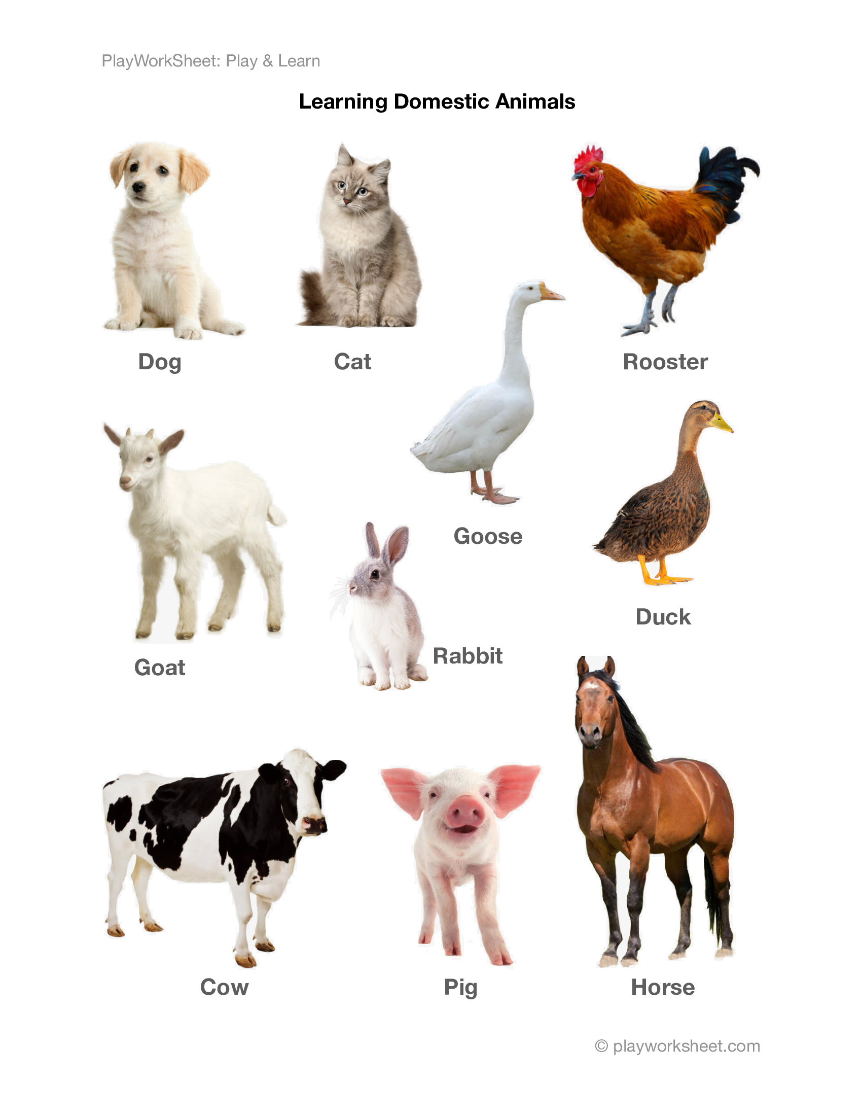 Domestic Animals Chart