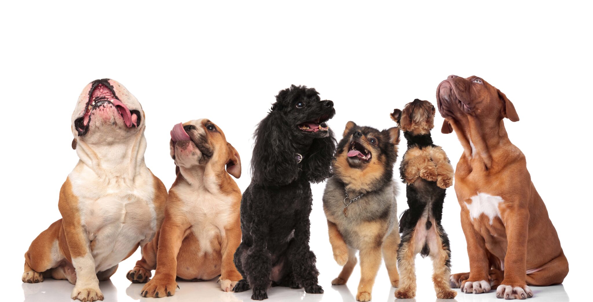 Purebred Vs. Mixed Breed Dogs: Which Is The Right Choice For You? - PMCAOnline